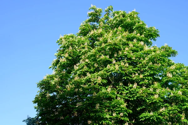 Kastanj Träd Grenar Med Vackra Blommor Blå Himmel Bakgrund Vår — Stockfoto