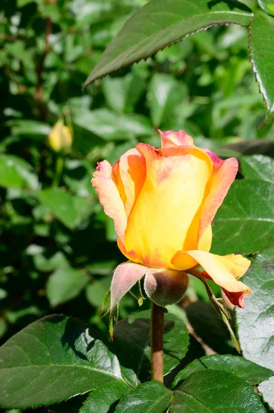 Schöne Rose Wächst Garten Sonnigem Sommertag — Stockfoto