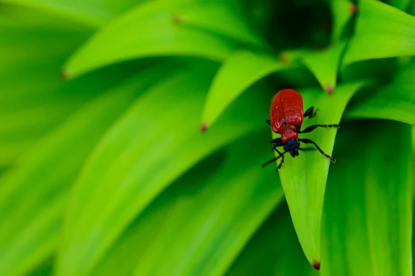 Käfer Grünen Pflanzen Die Sonnigen Sommertagen Garten Wachsen — Stockfoto