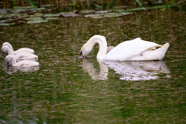 Yavruları olan güzel beyaz kuğu yaz günü göl yüzeyinde yüzüyor. 