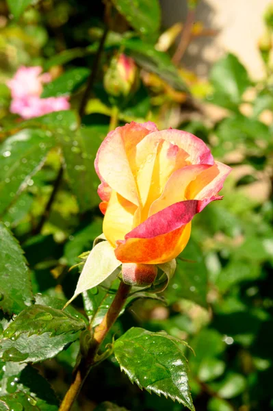 Hermosa Rosa Creciendo Jardín Verano Día Soleado — Foto de Stock