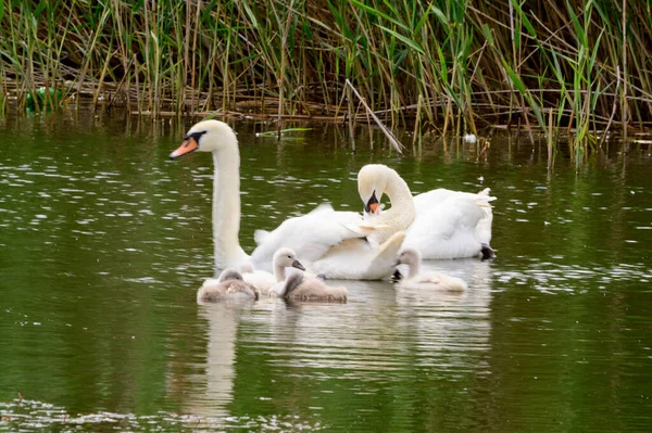 Beautiful White Swans Cubs Swimming Lake Water Surface Summer Day — Stock Photo, Image