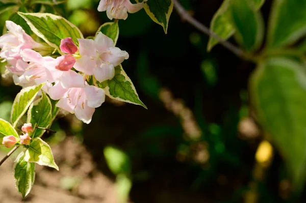 Bellissimi Fiori Che Crescono Giardino Estate Giornata Sole — Foto Stock