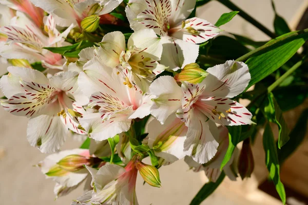 Bukiet Pięknych Kwiatów Jasnym Tle Koncepcja Letnia Widok Bliska — Zdjęcie stockowe