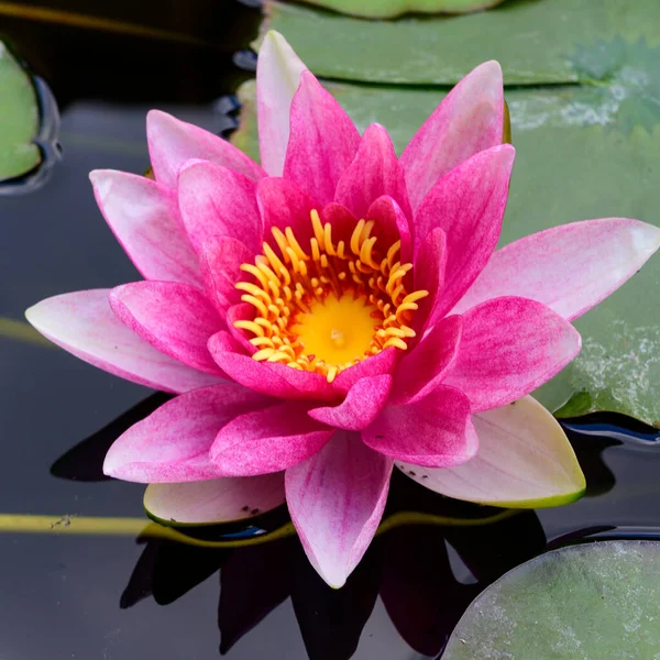 Güzel çiçek açan nilüfer çiçekleri yaz günü gölette büyür. 