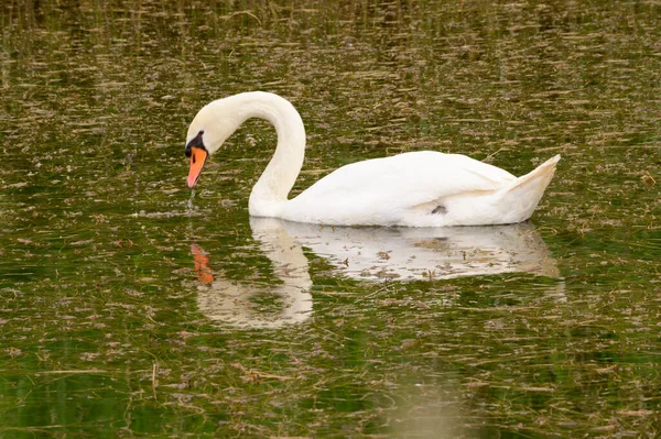 Beau Cygne Blanc Nageant Sur Surface Eau Lac Jour Été — Photo