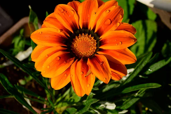 Όμορφο Λουλούδι Που Αναπτύσσεται Στον Κήπο Την Ηλιόλουστη Μέρα Του — Φωτογραφία Αρχείου