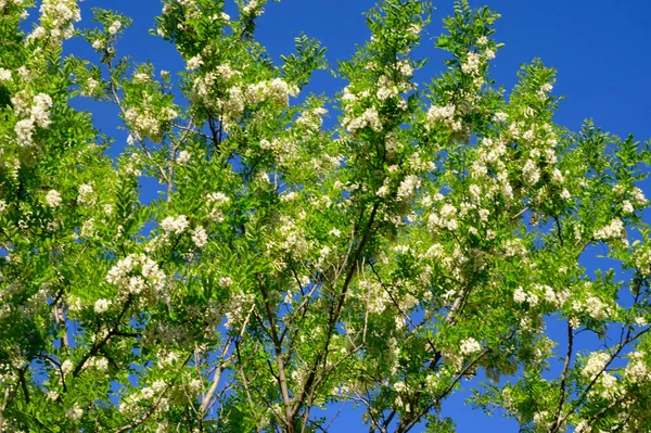 Ramas Acacia Con Hermosas Flores Fondo Del Cielo Azul Concepto —  Fotos de Stock