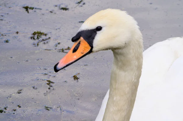 Beautiful White Swan Swimming Lake Water Surface Summer Day — Stock Photo, Image