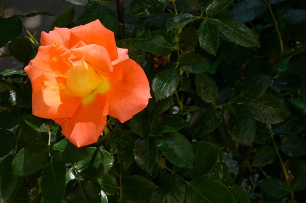 夏の晴れた日に庭で美しいバラが育ち — ストック写真