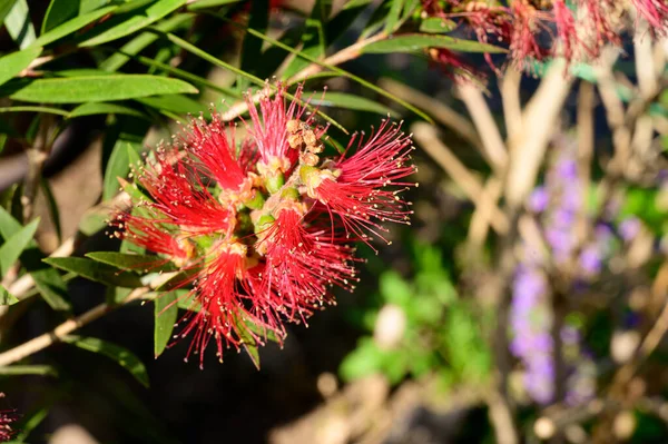 Bellissimi Fiori Che Crescono Giardino Estate Giornata Sole — Foto Stock