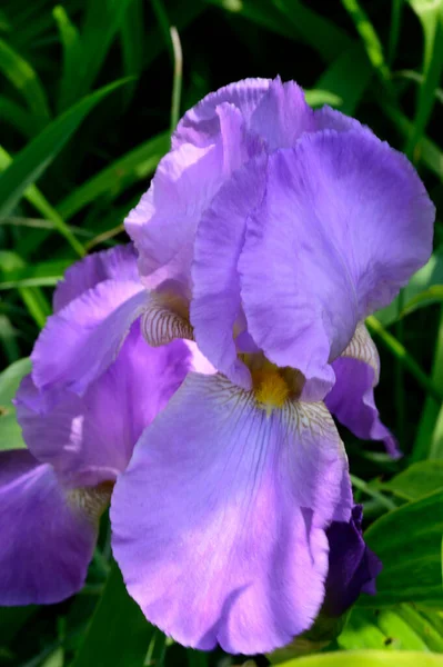 Hermoso Iris Creciendo Jardín Verano Día Soleado —  Fotos de Stock