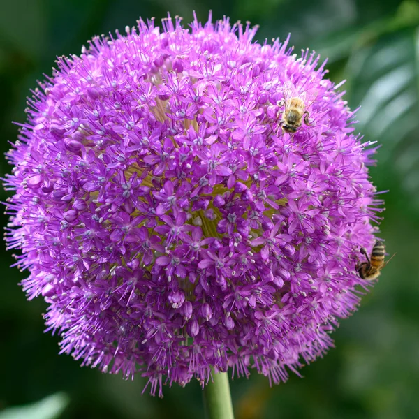 Pszczoły Zapylające Piękny Kwiat Ogrodzie Letni Słoneczny Dzień — Zdjęcie stockowe