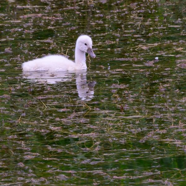 Belo Pequeno Cisne Branco Nadando Superfície Água Lago Dia Verão — Fotografia de Stock