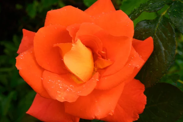 Bella Rosa Che Cresce Giardino Estate Giornata Sole — Foto Stock