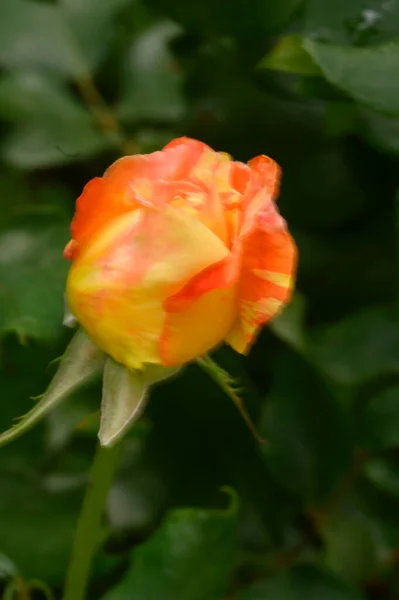 Mooie Roos Groeien Tuin Zomer Zonnige Dag — Stockfoto