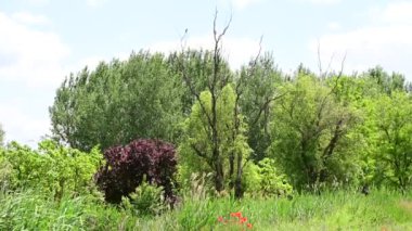 Ağaçların dalları rüzgarda sallanırken güneşli yaz gününde gökyüzü manzaralı çayır manzarası. 