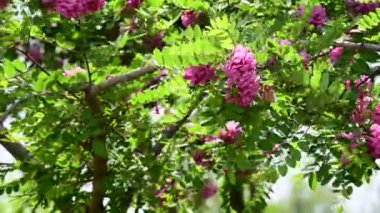 Güneşli yaz gününde rüzgarda sallanan çiçeklerle güzel akasya ağaçlarının manzarası. 