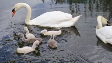 Yavruları olan güzel beyaz kuğular yaz günü göl yüzeyinde yüzerler. 