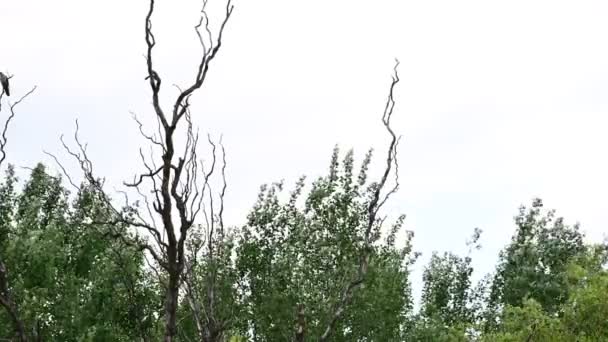 Pittoresk Uitzicht Prachtige Boomtakken Met Nieuwe Bladeren Zwaaiend Wind Achtergrond — Stockvideo