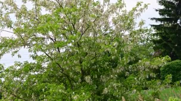 Picturesque View Beautiful Tree Branches New Leaves Swaying Wind Sky — Stock Video