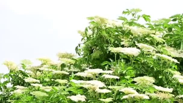 Hermosas Flores Balanceándose Viento Prado Soleado Día Verano — Vídeos de Stock