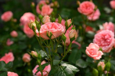 Bahçedeki güzel pembe güller. seçici odak.