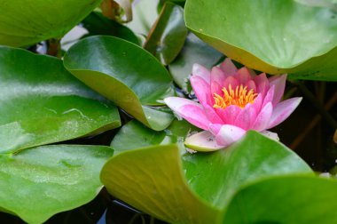 Gölette nilüfer çiçeği, yakın görüş.