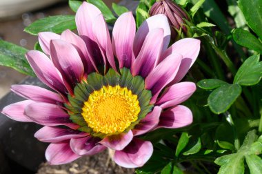 Güneşli yaz gününde bahçede büyüyen güzel, parlak çiçek. 