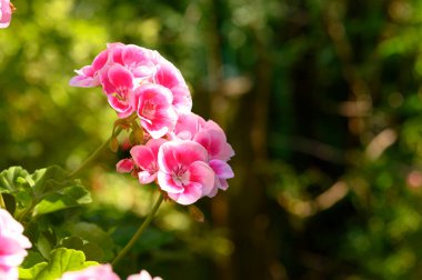 Güneşli yaz gününde bahçede büyüyen güzel, parlak çiçekler. 