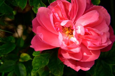 Güzel açan kırmızı gülün yakın çekim görüntüsü