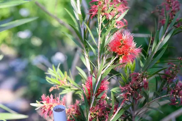 Mooie Heldere Bloemen Groeien Tuin Zomer Zonnige Dag — Stockfoto