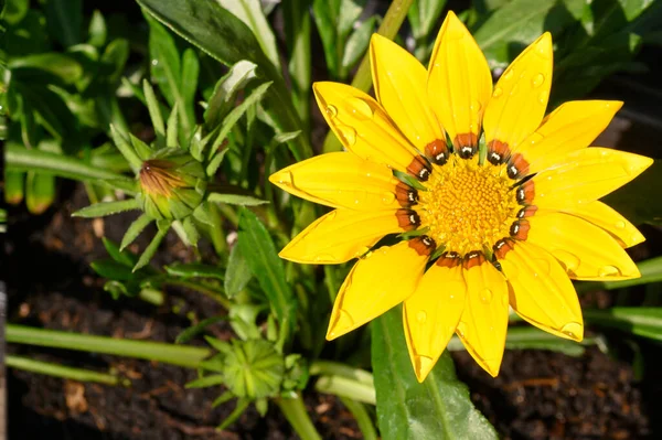 Красивый Яркий Цветок Растет Саду Летний Солнечный День — стоковое фото