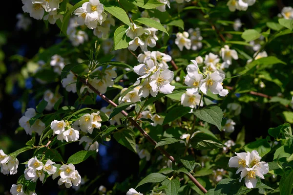 Flores Blancas Con Hojas Verdes Jardín —  Fotos de Stock