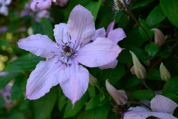 Güneşli yaz gününde bahçede büyüyen güzel, parlak çiçekler. 