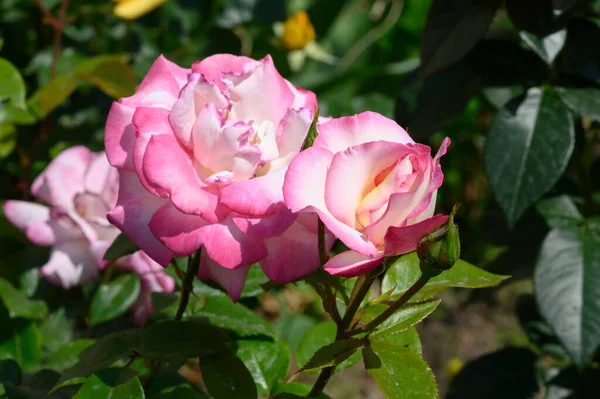 Belles Roses Roses Dans Jardin Focus Sélectif — Photo