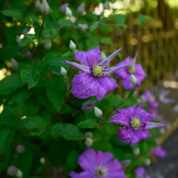 庭の美しい紫色の花 — ストック写真