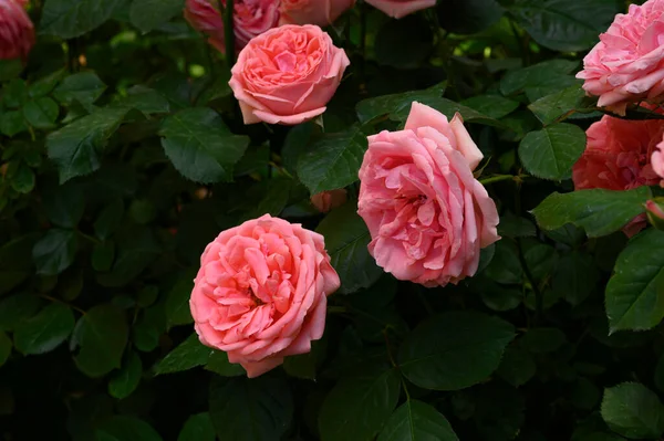 Belas Rosas Cor Rosa Jardim Foco Seletivo — Fotografia de Stock