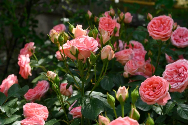 Όμορφα Ροζ Τριαντάφυλλα Στον Κήπο Επιλεκτική Εστίαση — Φωτογραφία Αρχείου
