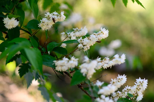 White Flowers Green Leaves Garden — Stock Photo, Image