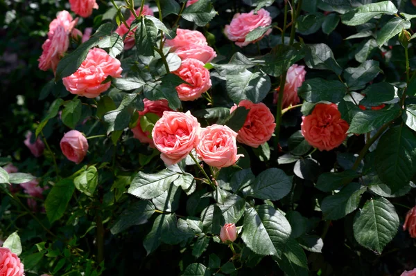 Belas Rosas Cor Rosa Jardim Foco Seletivo — Fotografia de Stock