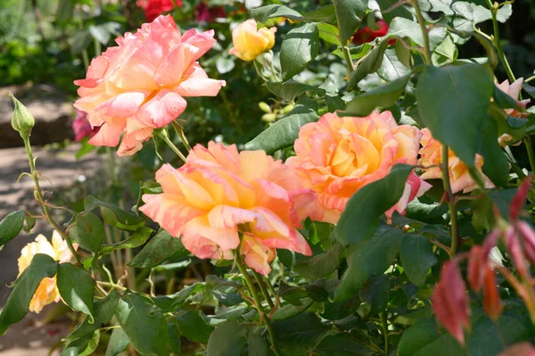 Roses Dans Jardin Vue Rapprochée — Photo