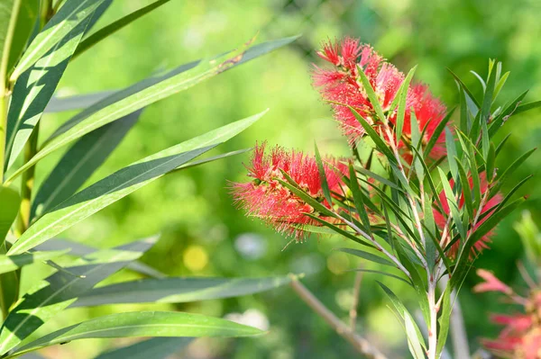 Bellissimi Fiori Luminosi Che Crescono Giardino Estate Giornata Sole — Foto Stock