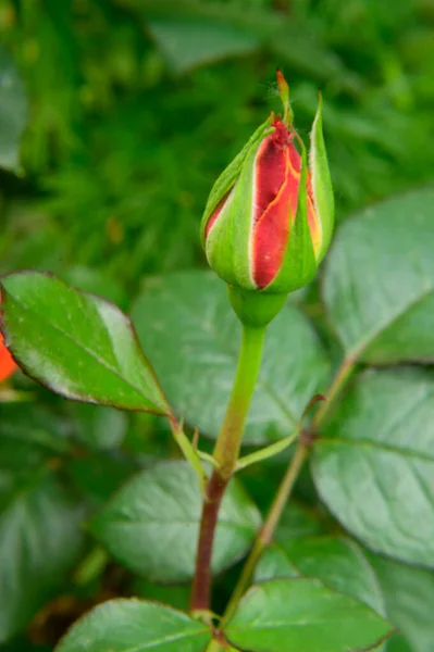 Vacker Ljus Blomma Xer Trã Dgã Rden Sommaren Solig Dag — Stockfoto