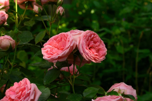 Belas Rosas Cor Rosa Jardim Foco Seletivo — Fotografia de Stock