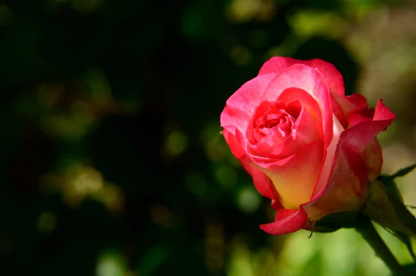 Κοντινή Θέα Του Όμορφου Κόκκινου Τριαντάφυλλου Που Ανθίζει — Φωτογραφία Αρχείου