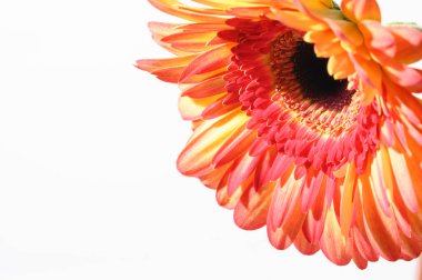 Aydınlık arka planda güzel Gerbera çiçeği, yaz konsepti, yakın görüş  