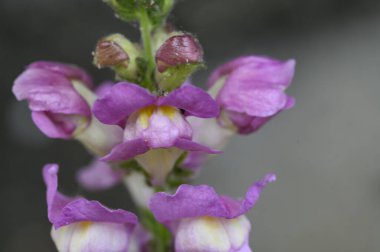 Işık arkaplanda güzel bir çiçek, yaz konsepti, yakın manzara  