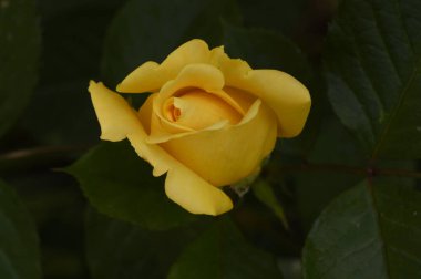 Bahçede gül, yakın görüş