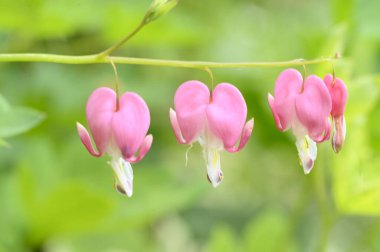 Güneşli yaz gününde bahçede büyüyen güzel, parlak çiçekler. 